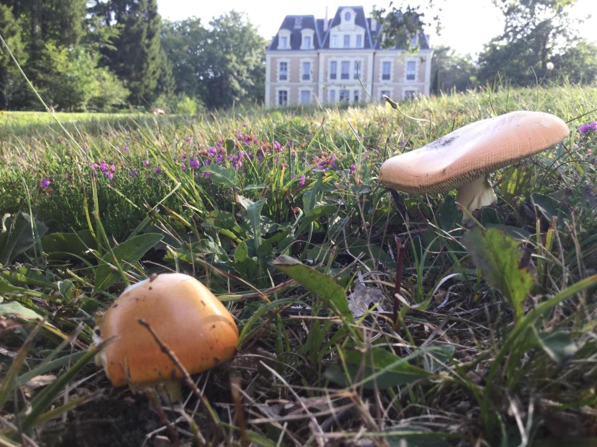 Chateau Des Essards Avec Piscine Et Jacuzzi Langeais Exteriör bild